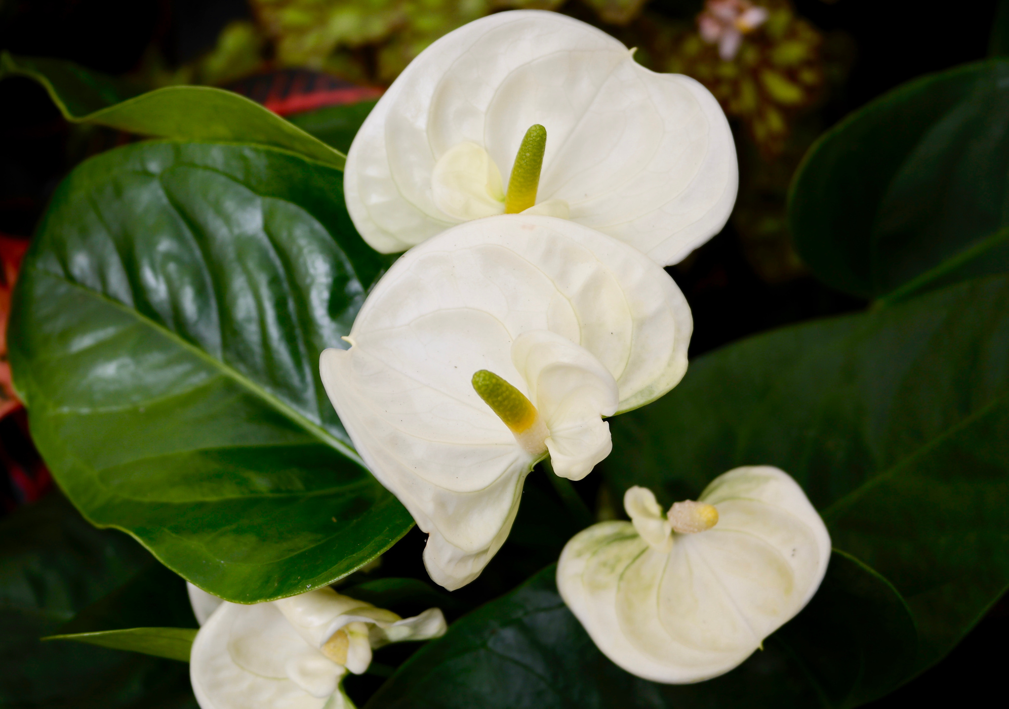 white anthurium